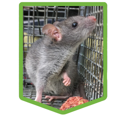 Johns Creek Rat Trapping & Rat Control