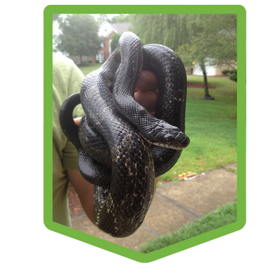 snake control - snake removal
